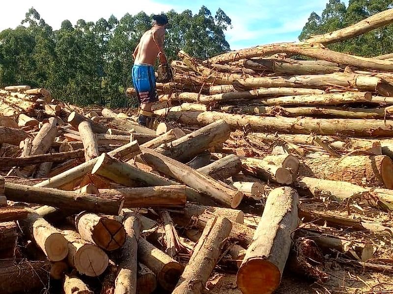 Paulo sobre pilha de troncos de eucalipto cortados